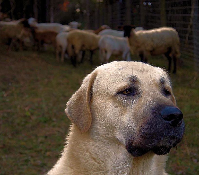  Rondo guarding his sheep in 2012!!!)