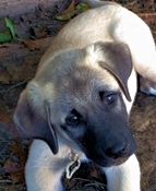 Stella, Jagged Toes, Female Puppy 2, at Nine Weeks on 10/04/2014 from Kibar/Leydi 8/1/2014 litter