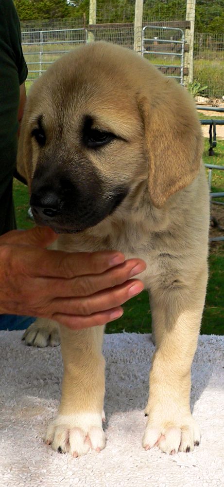 Dot, Female Puppy 4, at Eight Weeks on 9/26/2014 from Kibar/Leydi 8/1/2014 litter