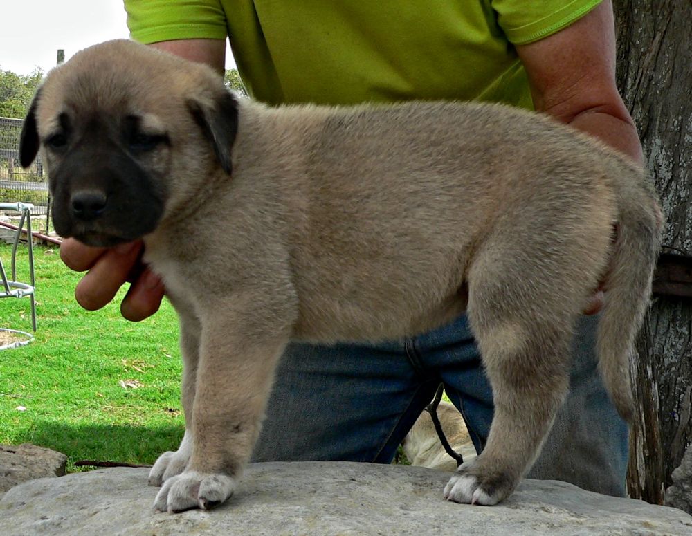 Chesty, Female Puppy 5, at Four Weeks on 8/29/2014 from Kibar/Leydi 8/1/2014 litter