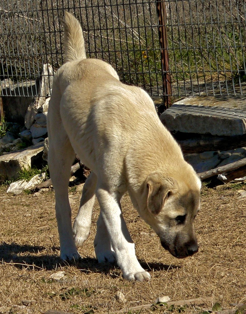 Lucky Hit Leydi Bakim, Male Puppy 2, on 1/18/2015 Lucky Hit Ranch from Kibar/Leydi 8/1/2014 litter