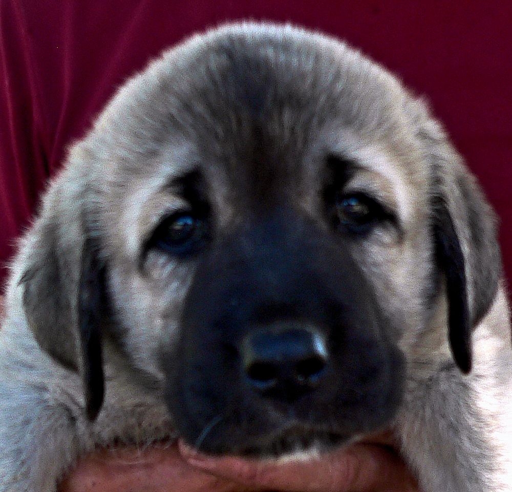 KAPTAN, Big Boy, Male Puppy 3, at Six Weeks on 9/12/2014 from Kibar/Leydi 8/1/2014 litter