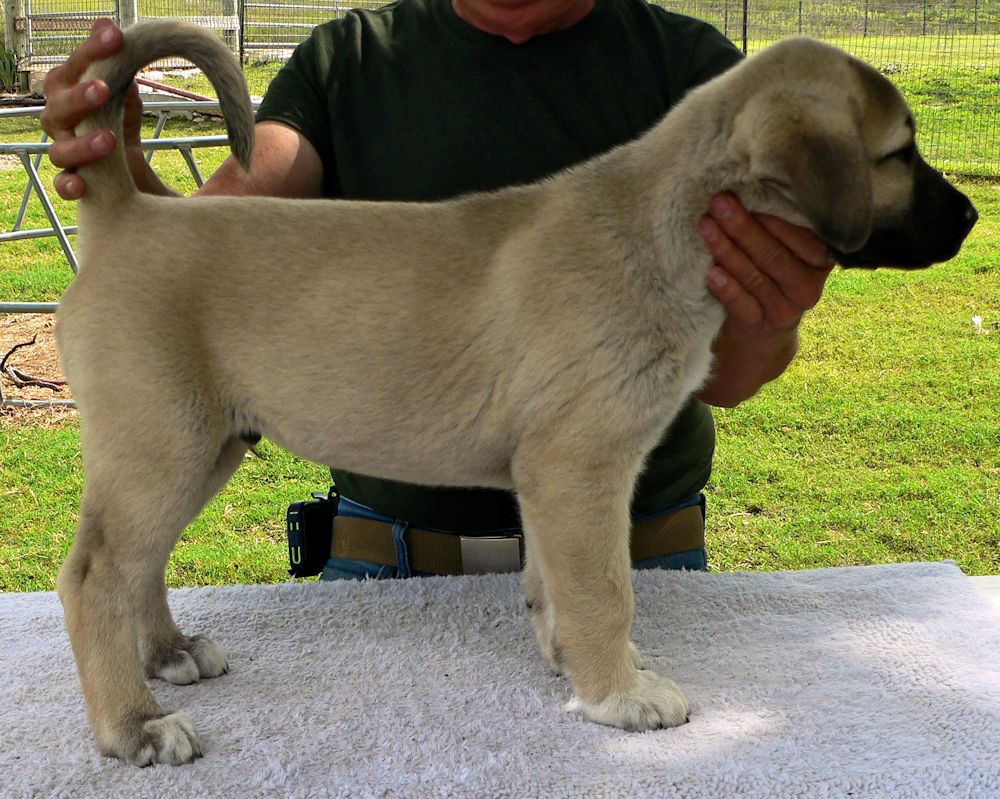 KAPTAN, Big Boy, Male Puppy 3, at Eight Weeks on 9/26/2014 from Kibar/Leydi 8/1/2014 litter