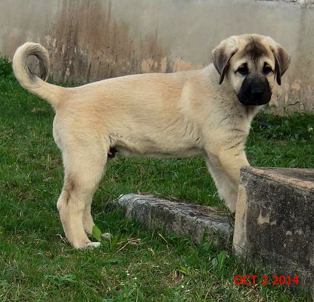Kaptan, Big Boy, Male Puppy 3, on 10/02/2014 from Kibar/Leydi 8/1/2014 litter
