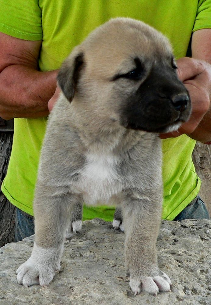 BUBBA, Uneven Paws, Male Puppy 4, at Four Weeks on 8/29/2014 from Kibar/Leydi 8/1/2014 litter