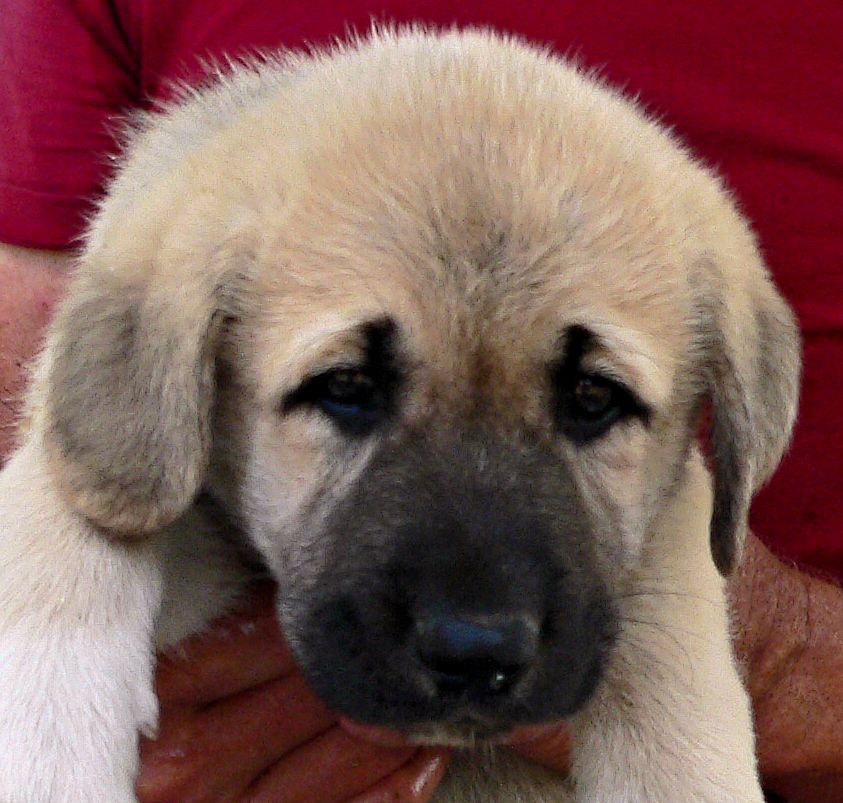 ASAPH, Even Paws, Male Puppy 5, at Six Weeks on 9/12/2014 from Kibar/Leydi 8/1/2014 litter