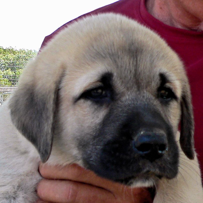 Case, Male Puppy 6, at Six Weeks on 9/12/2014 from Kibar/Leydi 8/1/2014 litter