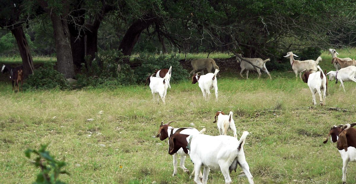 Nine month old Case (Lucky Hit Leydi Case) keeps near the front of the goat herd and continuously checks everything for danger.