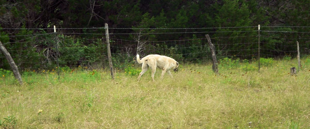 Nine month old Case (Lucky Hit Leydi Case) carefully checks the fenceline to determine what animals have been visiting his pasture.
