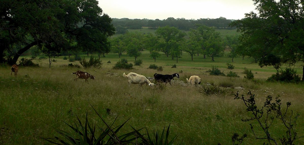 Nine month old Case (Lucky Hit Leydi Case) presses forward across the pasture 