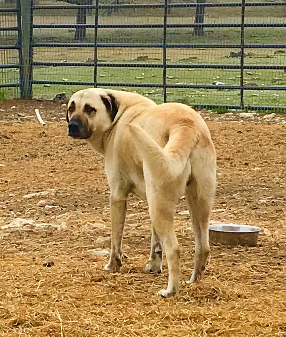 Case, Male Puppy 6, on March 2, 2018 at Lucky Hit Ranch from Kibar/Leydi 8/1/2014 litter