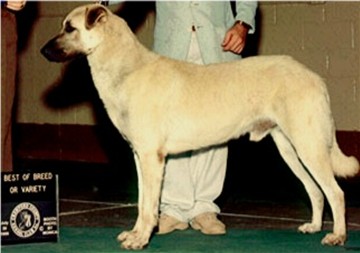 Champion Night Watch's Breezy Leo - #3 Breed Anatolian in ????