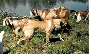 Lion with some of his goats