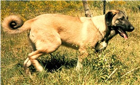 Lion guarding his goats