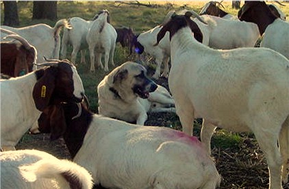 Lucky Hit Shadow Major guarding registered boer goats