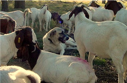 Lucky Hit Ranch's Anatolian Page - SAKARYA'S Sanli