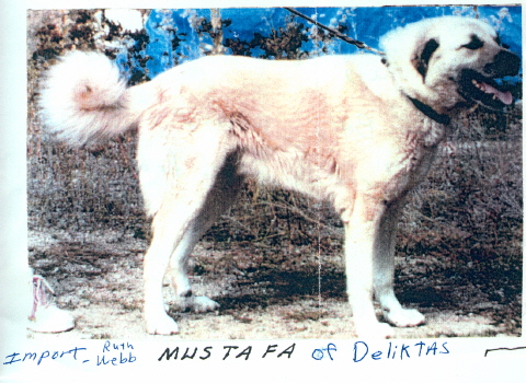 MUSTAFA OF DELIKTAS - TURKISH IMPORT