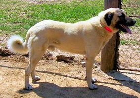 Night Watch's Kaplan (REBEL)- Working Guardian Anatolian Male