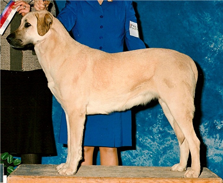 CHAMPION LUCKY HIT Sahara SIPER BEST OF BREED and 4 PT MAJOR at 12 months