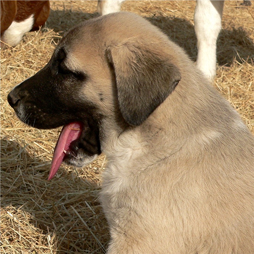 Lucky Hit's Sahara ATHENA  - What a beautiful pup!