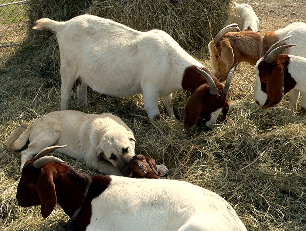 Shadow nursing a pup while watching a goat have her kids