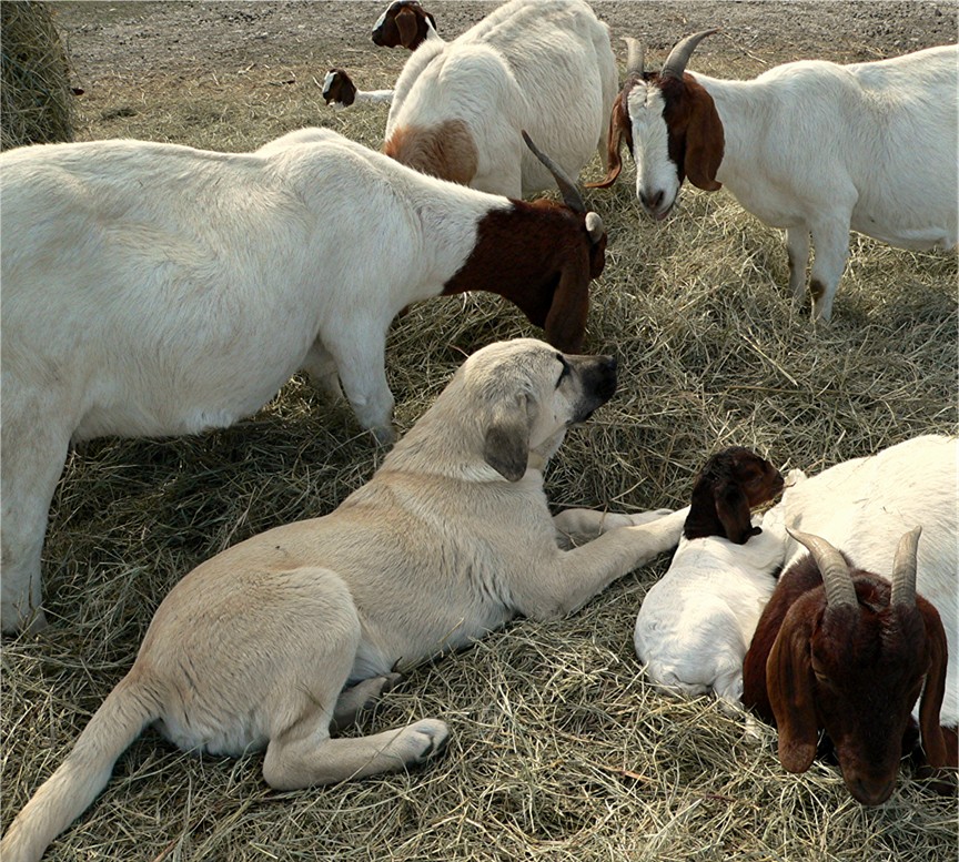 Lucky Hit Sahara Benek with goats and kids