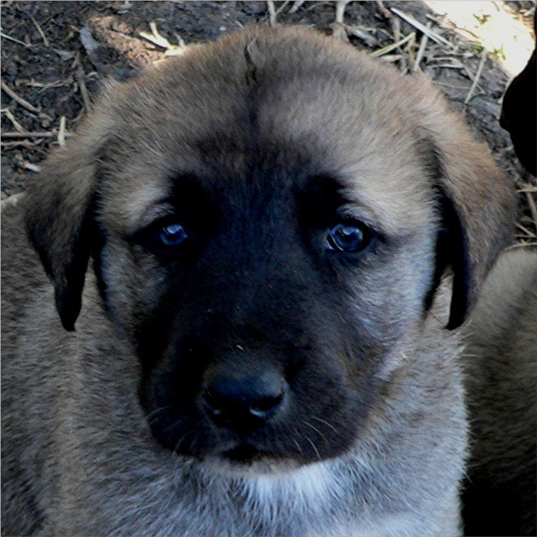 Lucky Hit's Sahara LUKA  - What a beautiful pup!