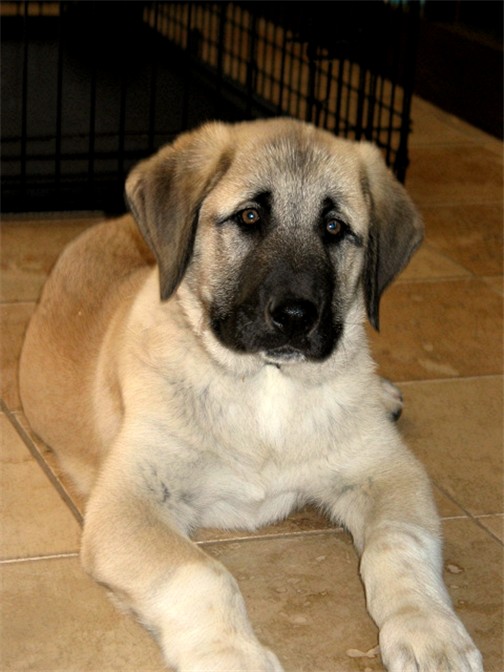 Lucky Hit's Sahara LUKA (was Collar)  - What a beautiful pup!
