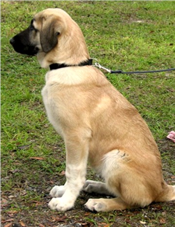 Lucky Hit's Sahara LUKA (was Collar)  - What a beautiful pup!