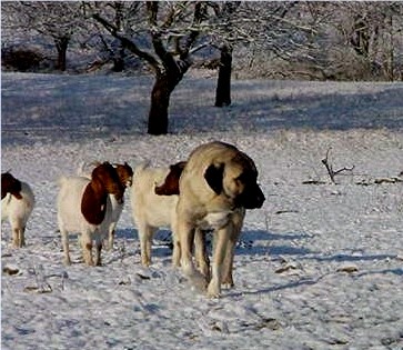 Lucky Hit Shadow Sahara moving across the pasture with goats