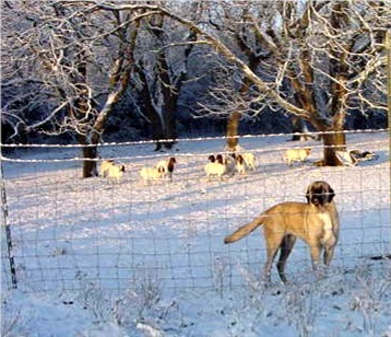 Lucky Hit Shadow Sahara guarding goats in the big pasture