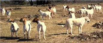Lucky Hit's Shadow Samson (Sam)guarding goats at Ronny Leach's Ranch