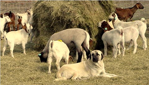 Lucky Hit Ranch's Anatolian Page - SAKARYA'S Sanli