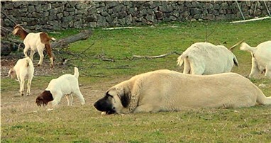 Lucky Hit Seven of Nine guarding goats at 10 months