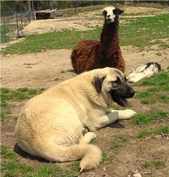 [Seven at 10 months guarding a newborn llama]