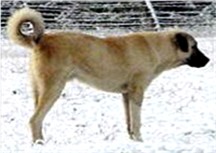 Link to The Genetic Difference Between Anatolians and Kangals