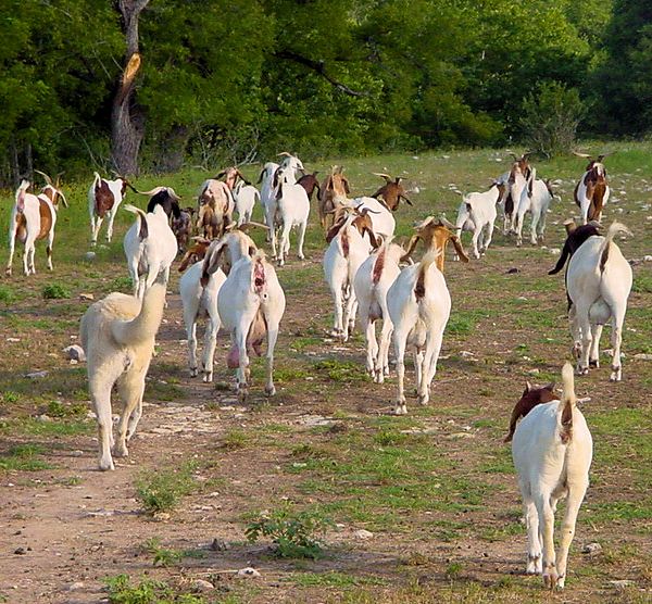 Shadow in June, 2001, escorting her goats in the big pasture