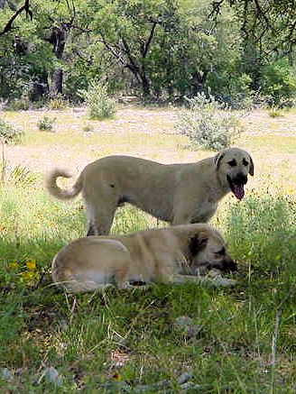 Shadow, lying down, with Yahsi when a pup on July 3, 2003, guarding in the big pasture
