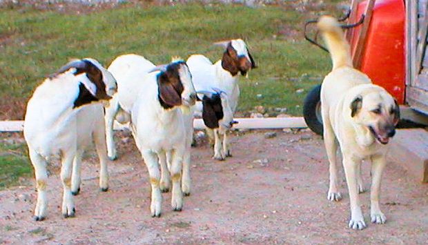 Shadow waiting with goats to be fed on October 22, 2003