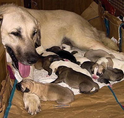 Shadow and pups on September 2, 2002, shortly after her second litter was bornr