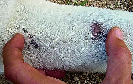  LUCKY HIT'S Tawny SHADOW (SHADOW) with her almost healed mountain lion bite