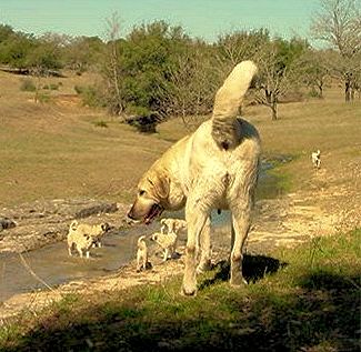 Shadow on March 7, 2003, looking down on her pups playing in the spring