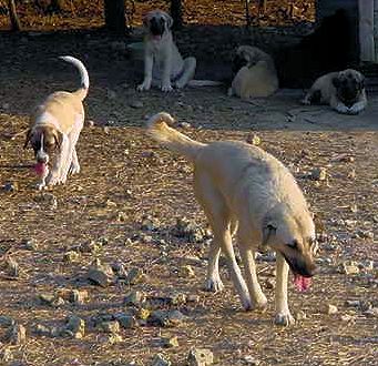 Shadow on August 3, 2001, with four pups from her first litter