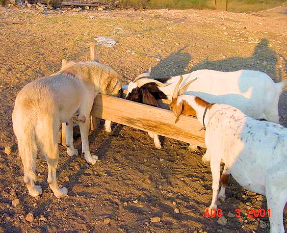 Shadow on August 3, 2001, sharing a bite with a couple of her goats