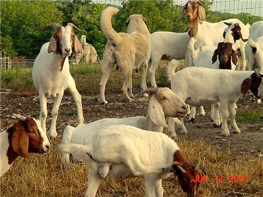 Lucky Hit's Tawny Shadow standing with her goats