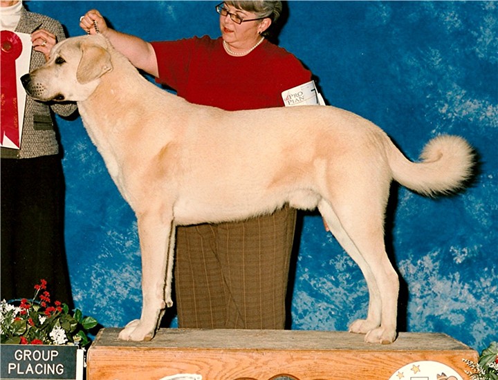 CHAMPION Lucky Hit Shadow Zirva at Lucky Hit Ranch - Superior Working Ability, Demeanor, and Temperament