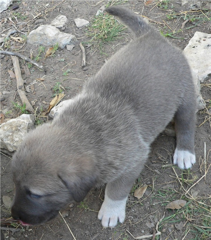 Lucky Hit's Shadow BLUE GIRL  - What a beautiful pup!