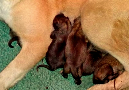  TALLULAH on JANUARY 2, 2021 with her seven pup )