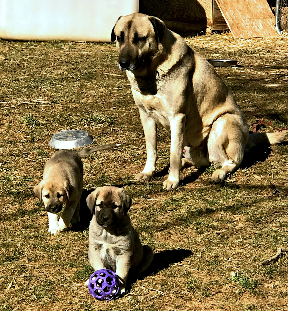 Champion Lucky Hit Gazi of Cedar Rise watching two of his litter sister's (Champion Lucky Hit Aiyla of Cedar Rise) pups