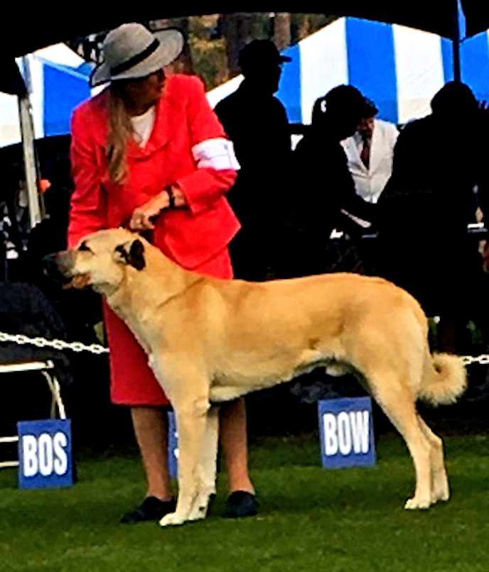 LUCKY HIT Sonra SCIMITAR SEAGER of CEDAR RISE (SEAGER) on Januar 6, 2019 at Palm Springs Calif - Took Reserve